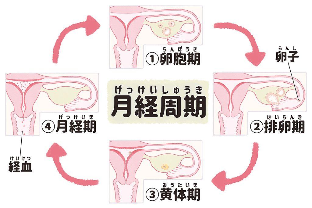 月経　生理　周期