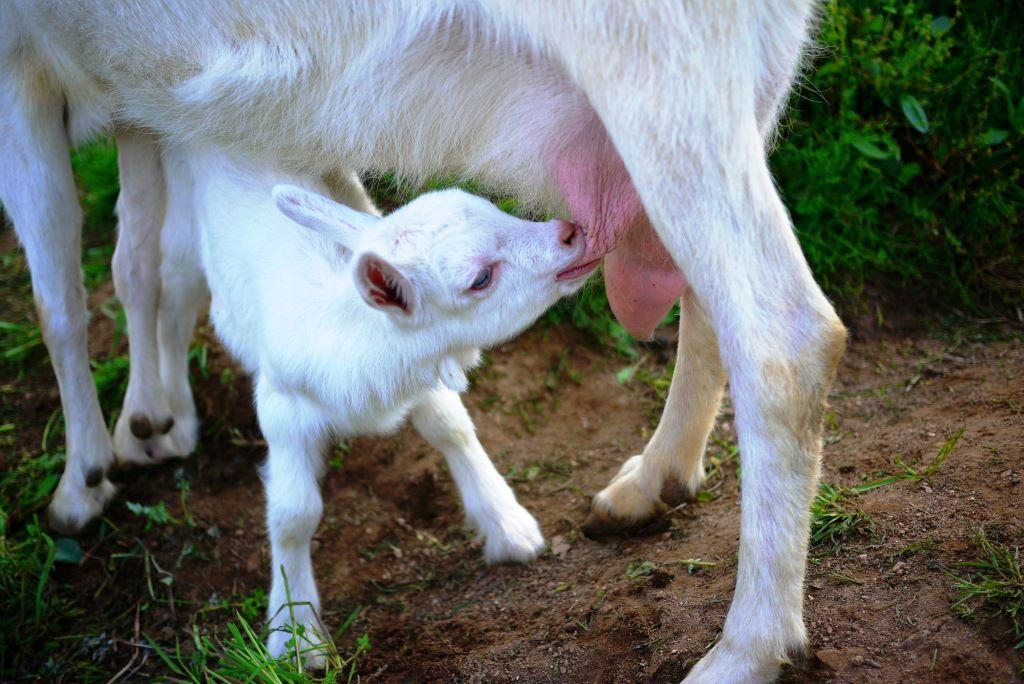 ヤギミルク　粉ミルク　母乳　混合　授乳