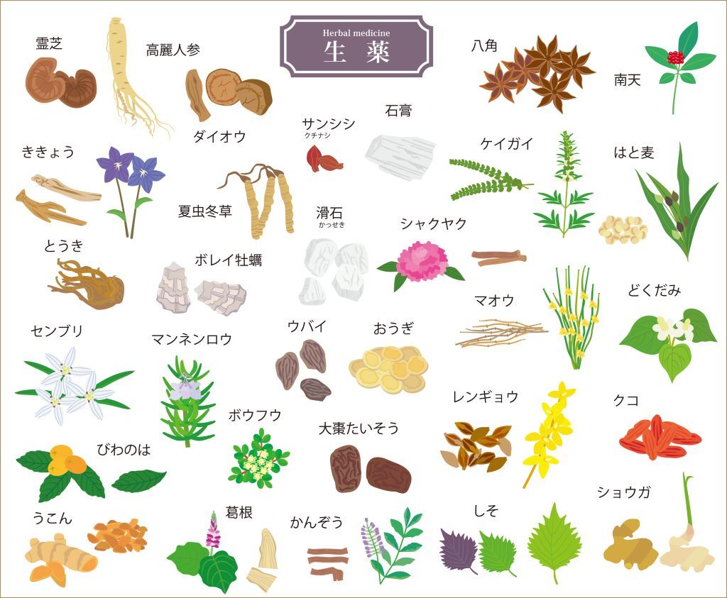 さまざまな生薬　漢方　東洋医学