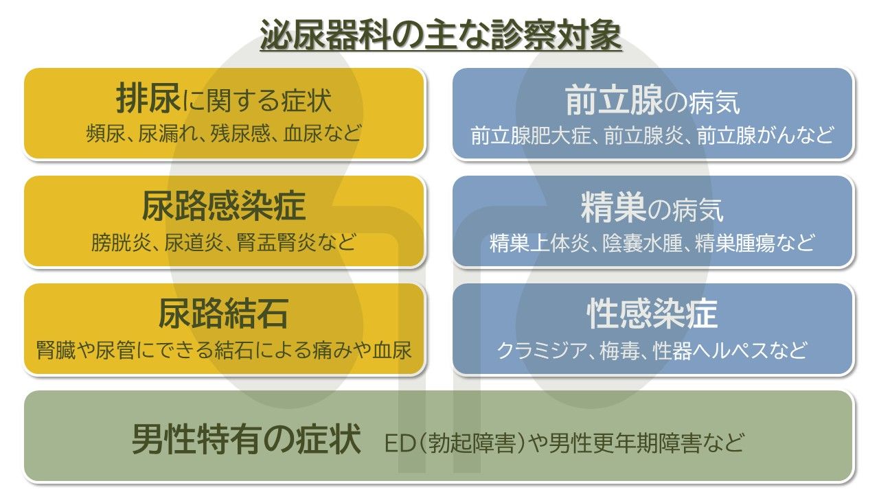 泌尿器科　診察対象　排尿　前立腺　尿路感染症　精巣　尿路結石　性感染症