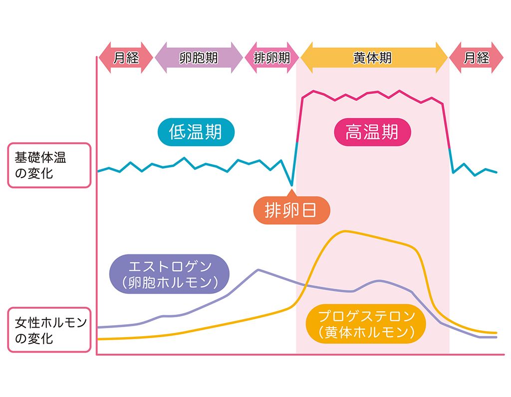 生理周期によるエストロゲン、プロゲステロンの変化