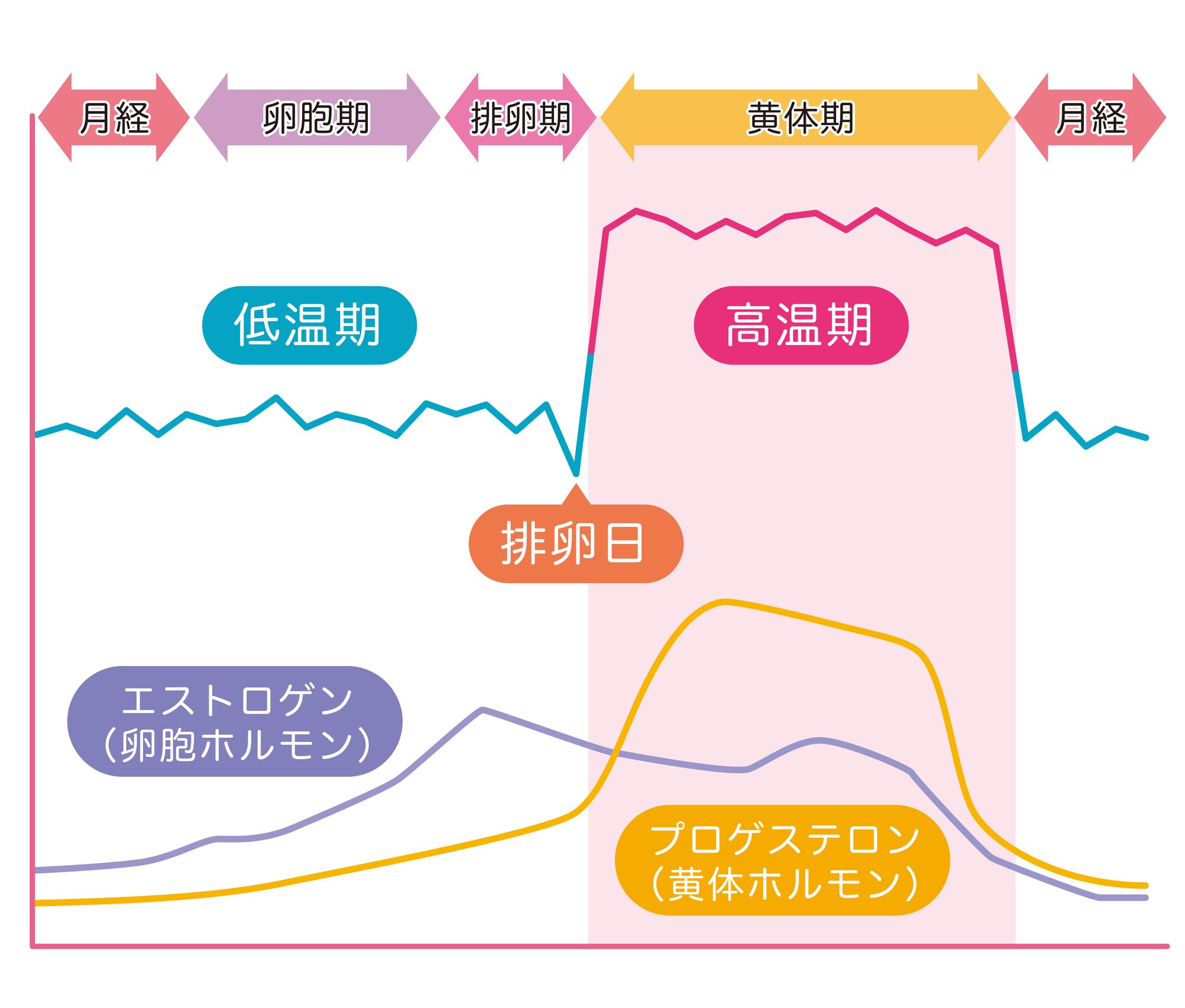 生理周期