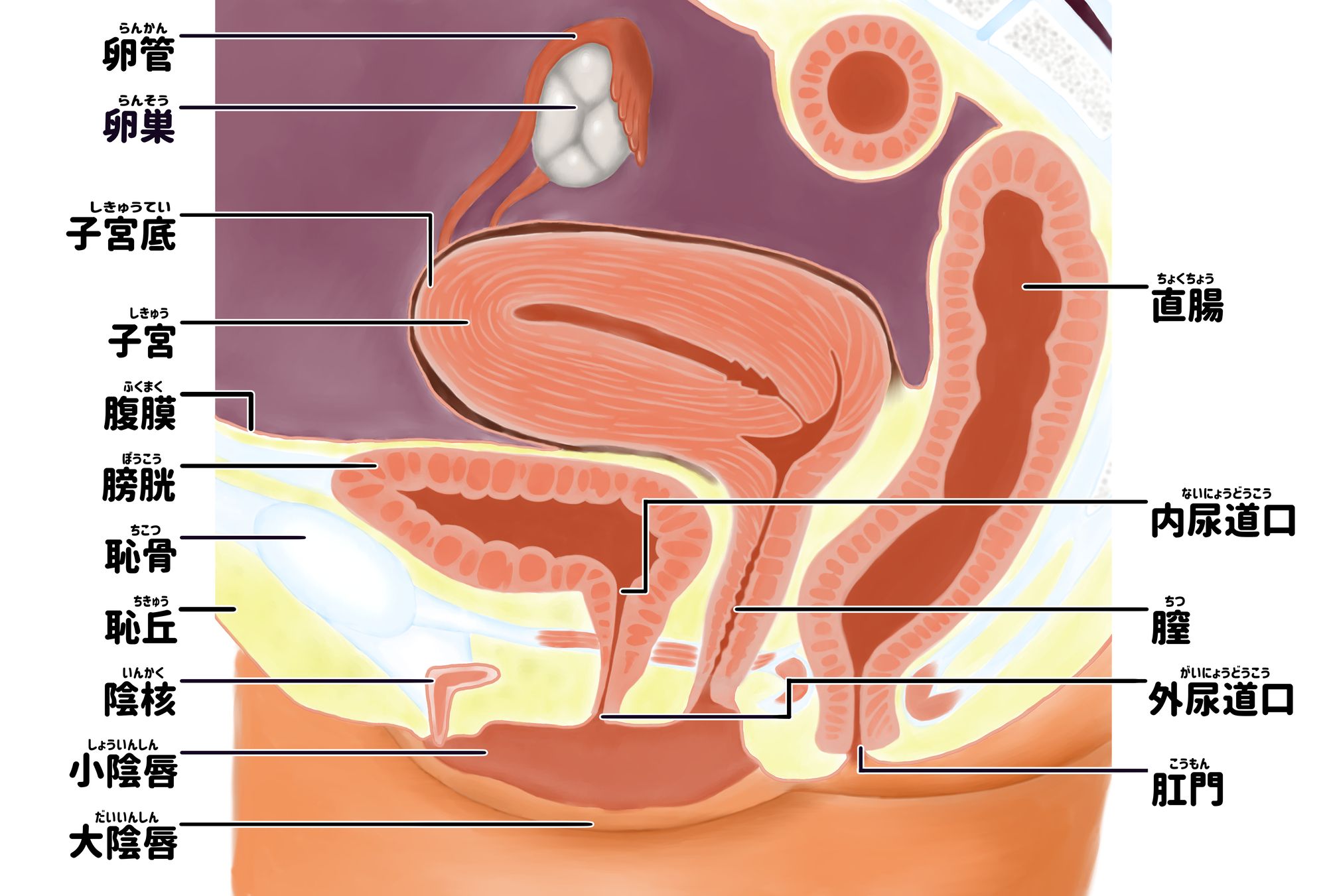 女性の骨盤内臓の断面図