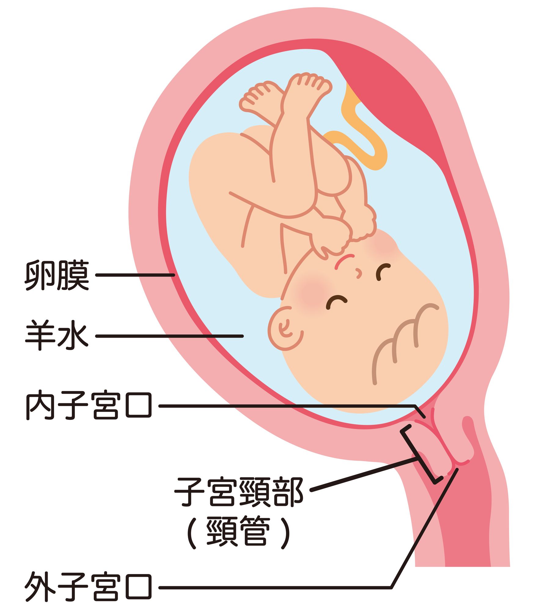 赤ちゃんの入った子宮の構成図