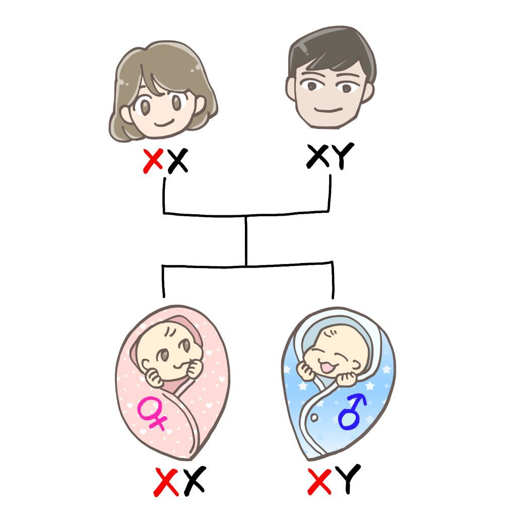 妊娠 産み分け 染色体